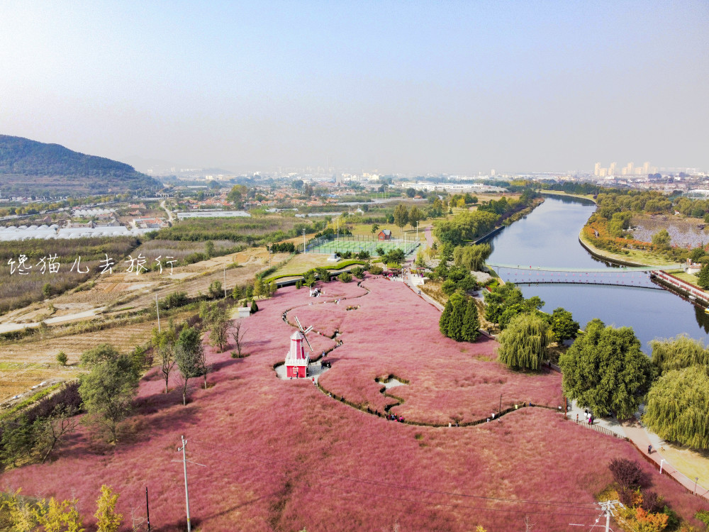 威海市内粉黛乱子草种植面积最大的地方就是羊亭河湿地公园,公园里最