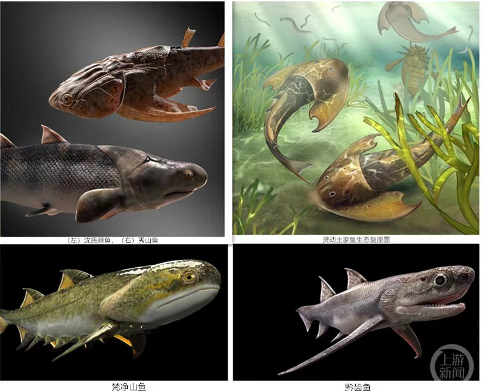 “从鱼到人”有了关键证据：4.4亿年前鱼类化石揭示有颌脊椎动物崛起