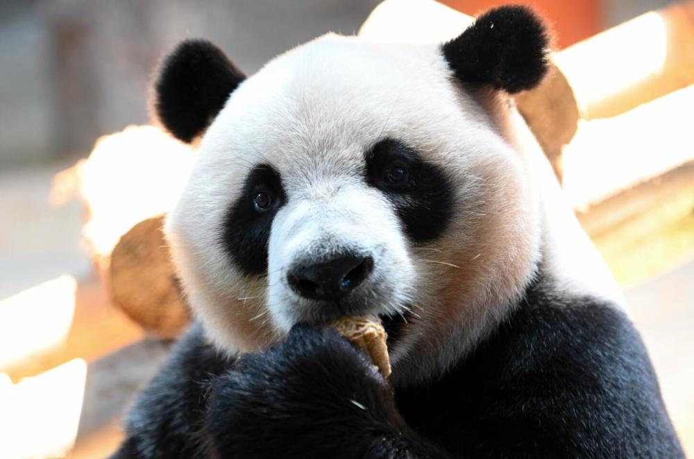 世界杯前夕，中国决定赠送卡塔尔两只大熊猫引当地热议