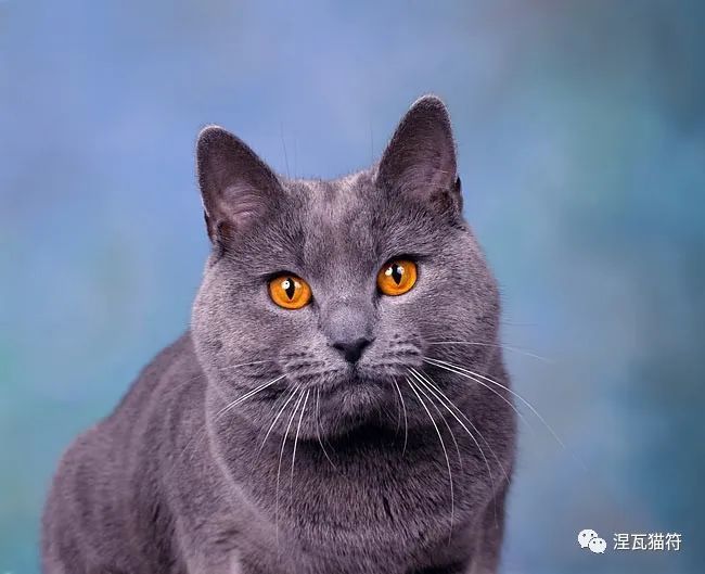 夏特尔猫丨法蓝_腾讯新闻