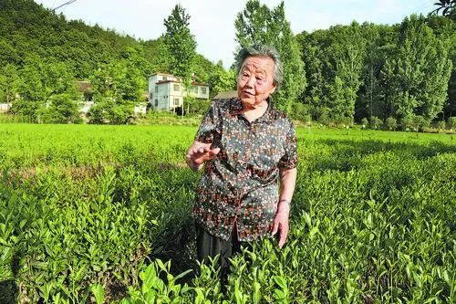 钻研制茶工艺 打造商南名茶1976年对张淑珍来说是转折性的一年,那段