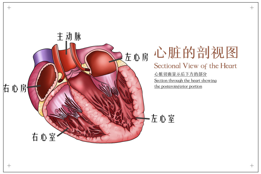 离不开它精妙的结构设计:心脏主要由主动脉,动脉血管,静脉血管,左心房