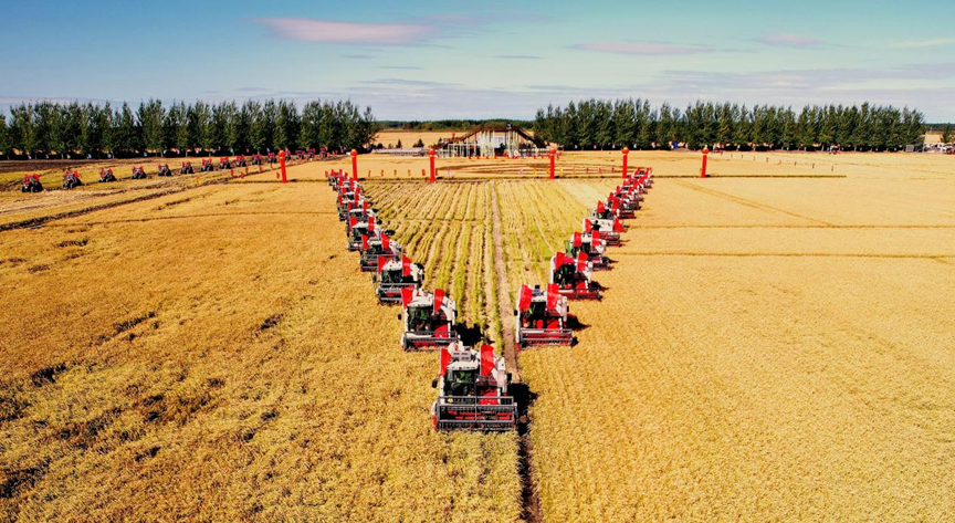 虎林市八五八农场的稻田里 收割机正在收割寒地优质水稻"近年来,虎林