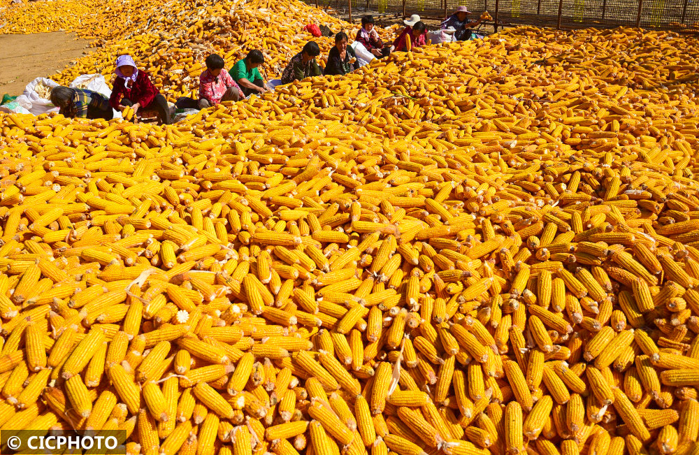 金秋玉米喜丰收_腾讯新闻