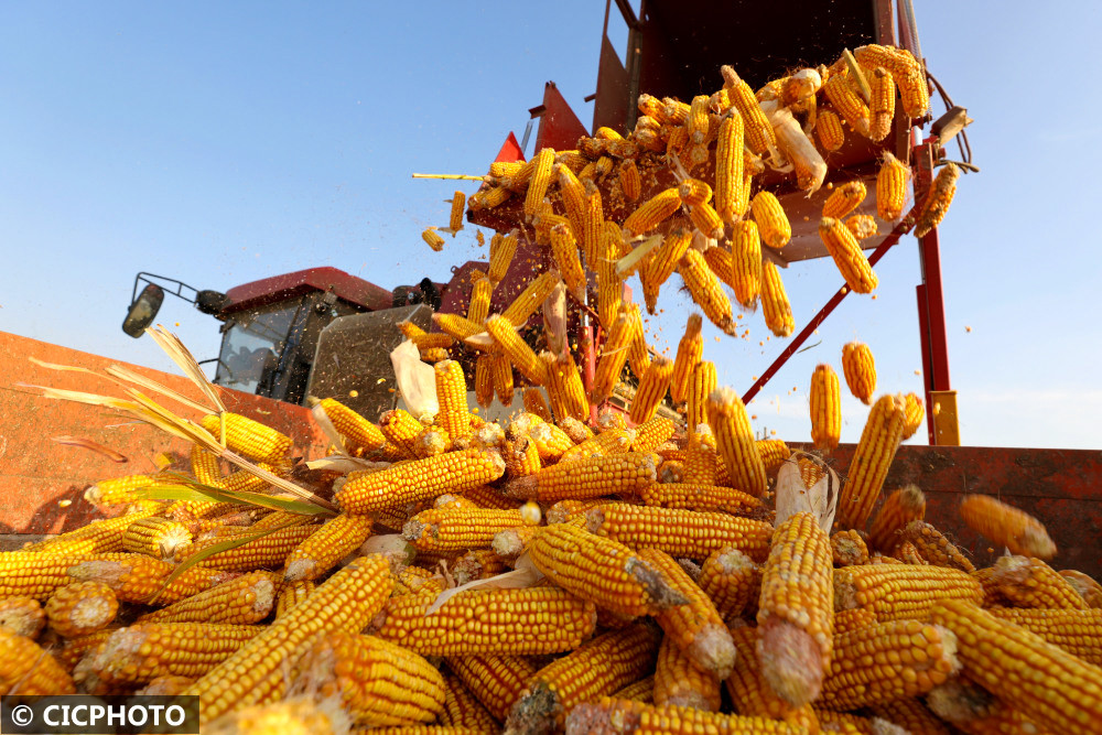 金秋玉米喜丰收