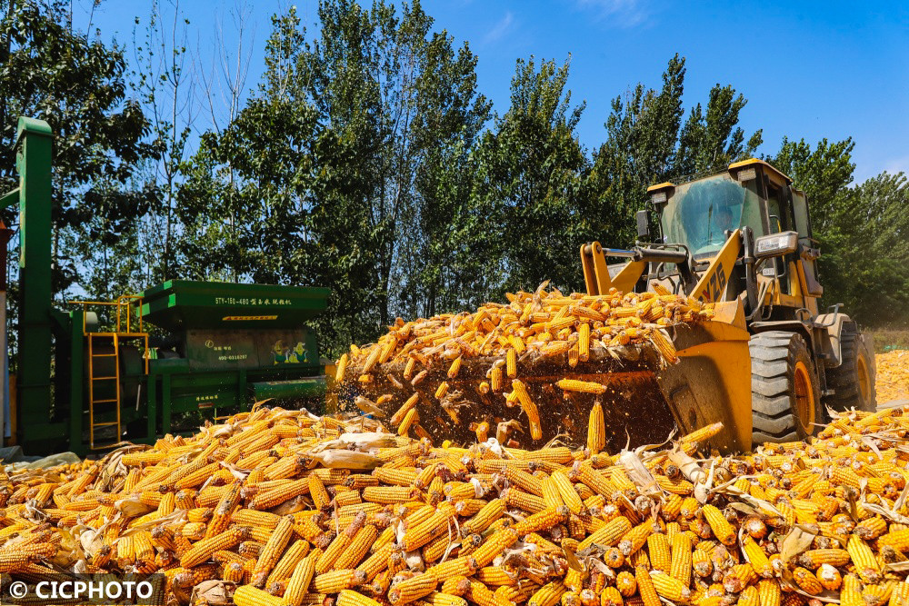 金秋玉米喜丰收_腾讯新闻
