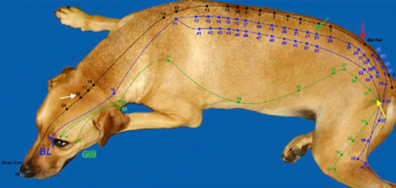 中醫針灸治好癱瘓狗狗美國開發一系列動物穴位圖