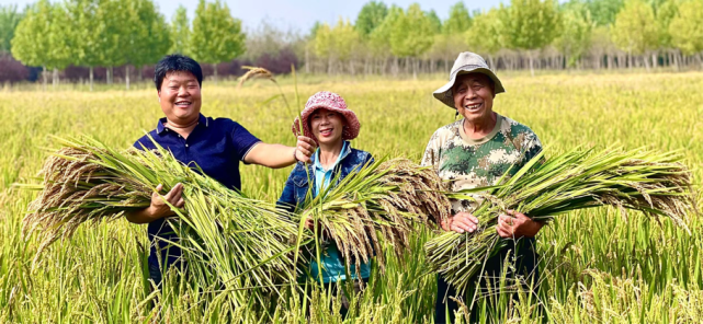 张英 摄北戴河区蒲兰村的绿色水稻开廉啦!