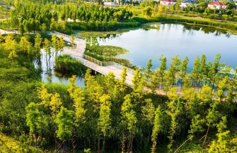 此外,湿地公园内的9个大小不等,各具特色的人工湿地也肩负起了海绵