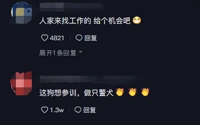 上班警犬想吃烤肠?网友:它是巴万啊!