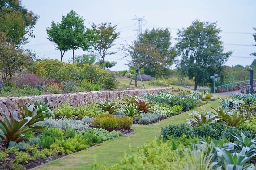 辰山植物园凤梨花境焕新亮相花色更艳丽