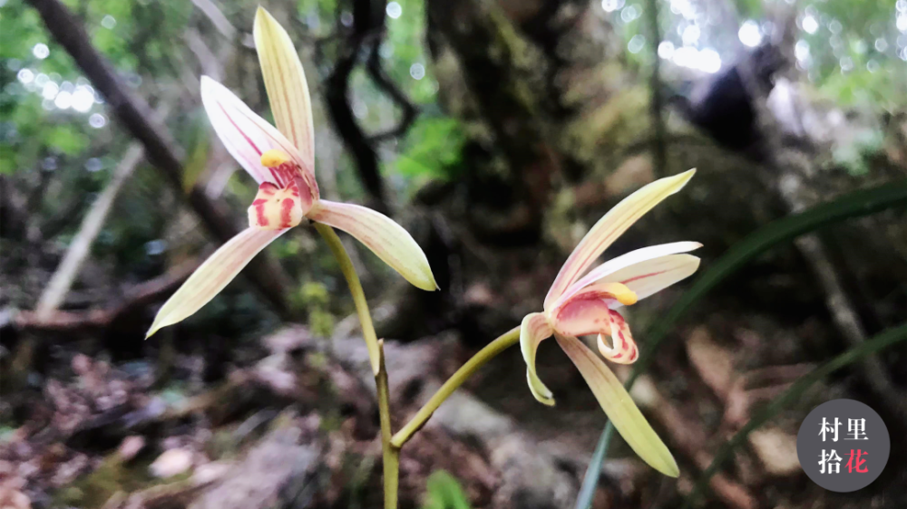 野外登山,注意这些牢底坐穿花.