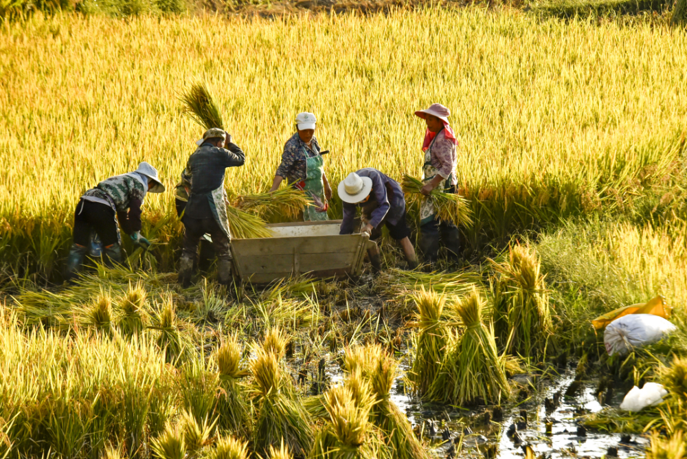 大方县丰景迎国庆千亩水稻采收忙