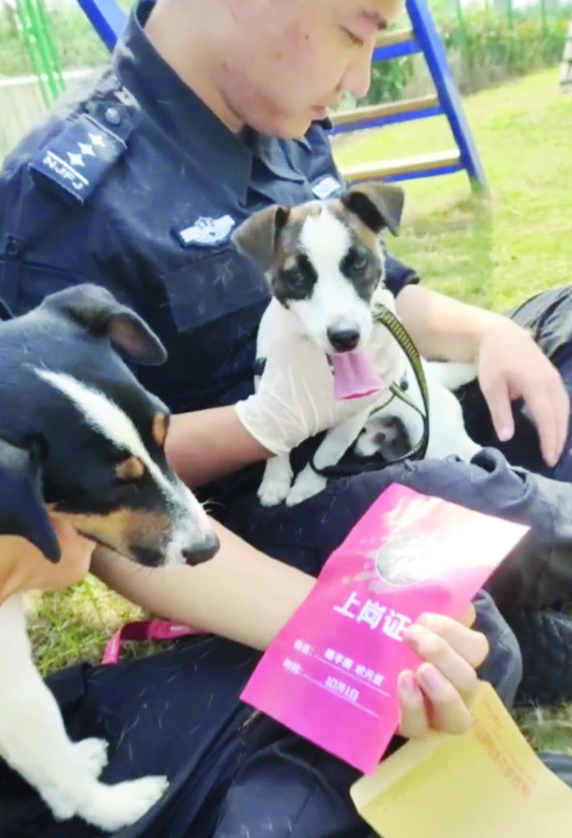 超小号警犬在南京地铁正式上岗