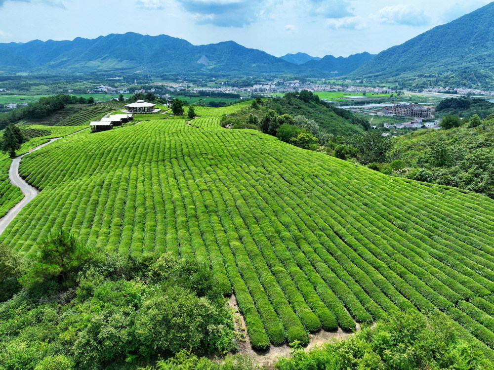 慕名浓馥茶树风景 旌德路西空中茶园茶蕊初绽 茶树吮露 茶梯成线远眺