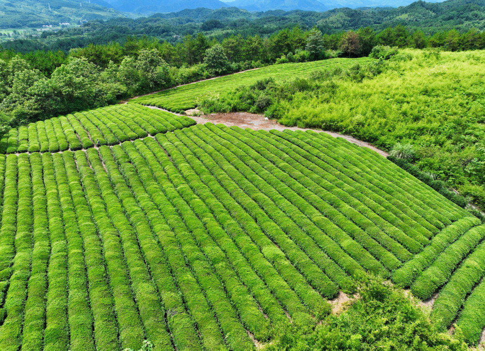 旌德空中茶园图片