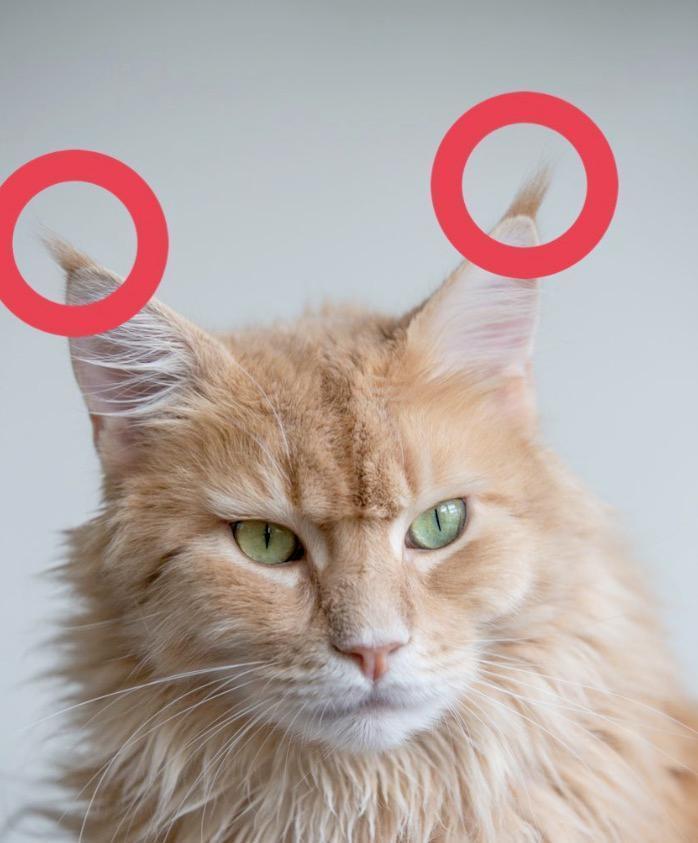 养宠知识 猫咪耳朵上的 一撮毛 会影响猫咪的智商 腾讯新闻