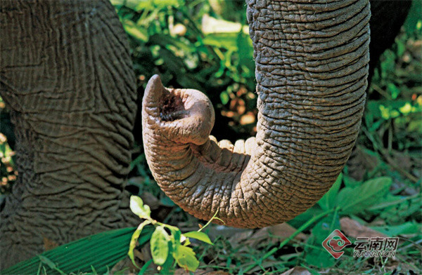 大象的旅行短鼻家族北上南归记正式发行云南香港两地爱象人联合编创