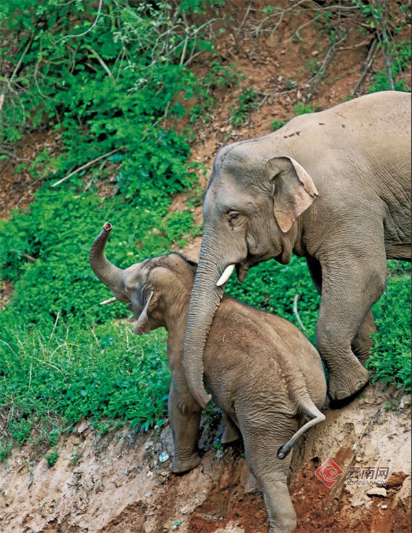 大象的旅行短鼻家族北上南归记正式发行云南香港两地爱象人联合编创