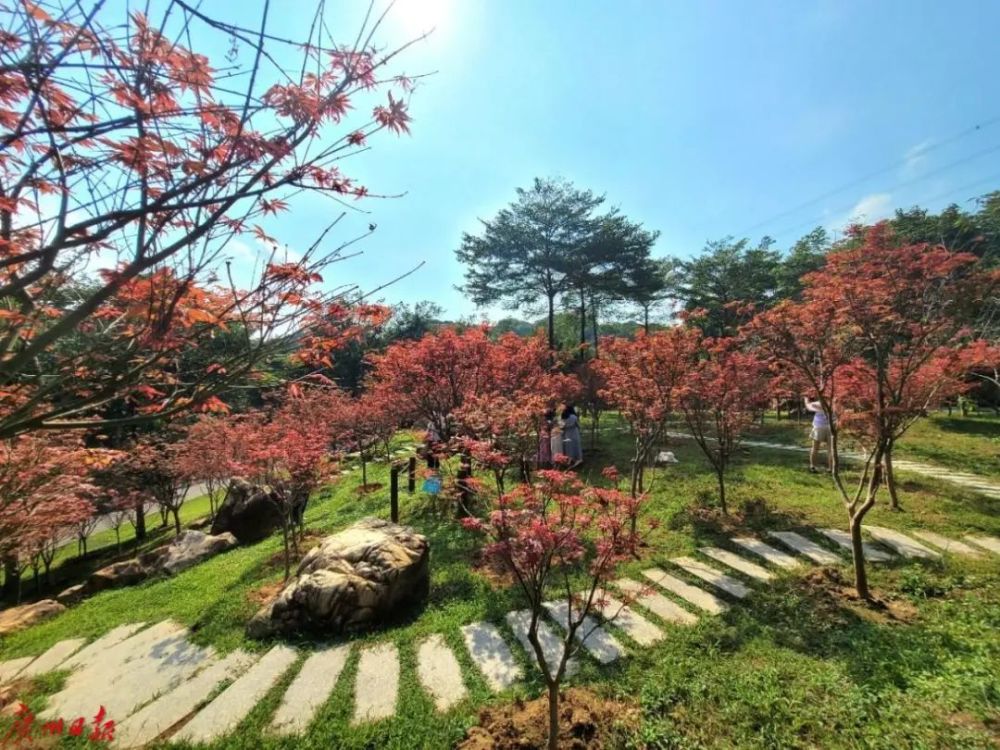 帽峰山红叶最佳观赏期图片