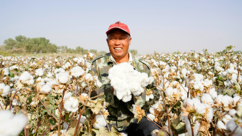 72万亩棉花喜获丰收_腾讯新闻