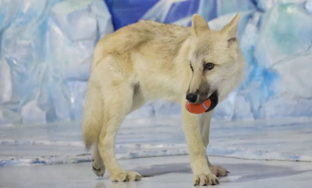 【关注】世界首只克隆北极狼获成功!新闻曝光量突破8700万次!