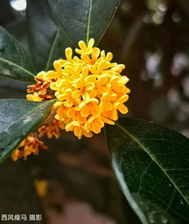 十月再放添華章花神豈知國慶日今又滿樹天地香八月桂花風煙去