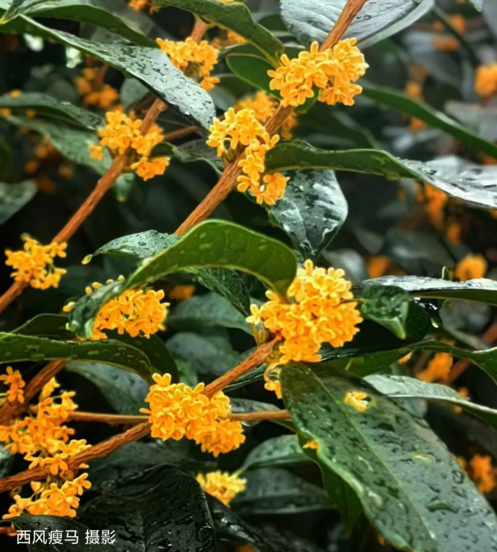 十月再放添華章花神豈知國慶日今又滿樹天地香八月桂花風煙去