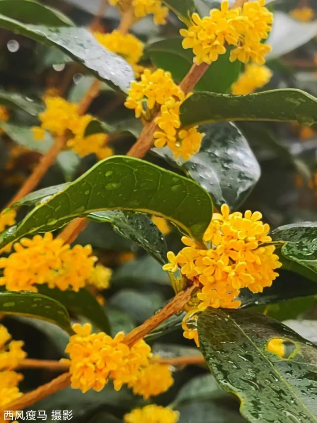 十月再放添華章花神豈知國慶日今又滿樹天地香八月桂花風煙去