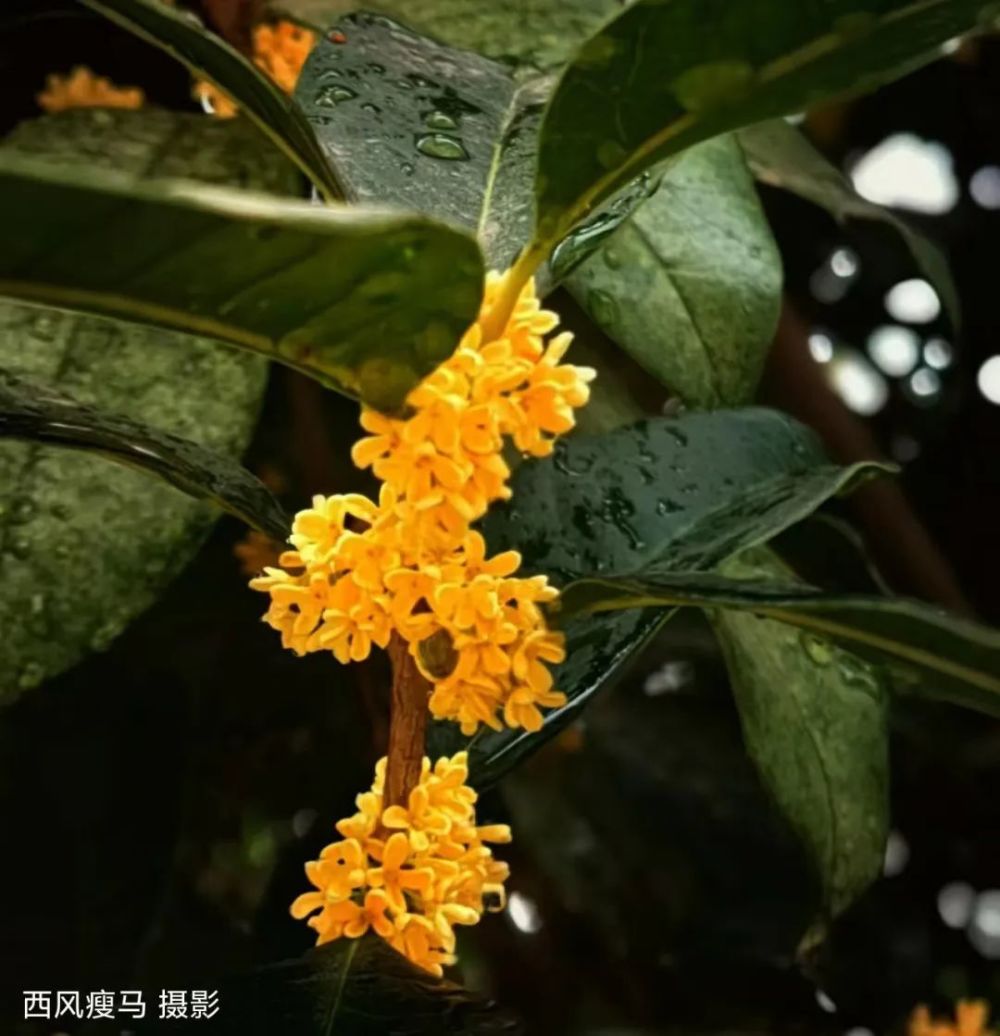 十月再放添華章花神豈知國慶日今又滿樹天地香八月桂花風煙去