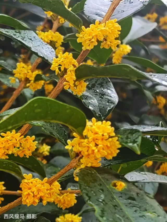 十月再放添華章花神豈知國慶日今又滿樹天地香八月桂花風煙去