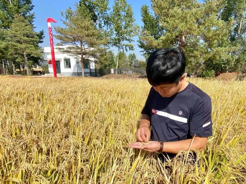 时间长了,慕名而来的客户随之增多,熊传龙集中收购村民种植的大米