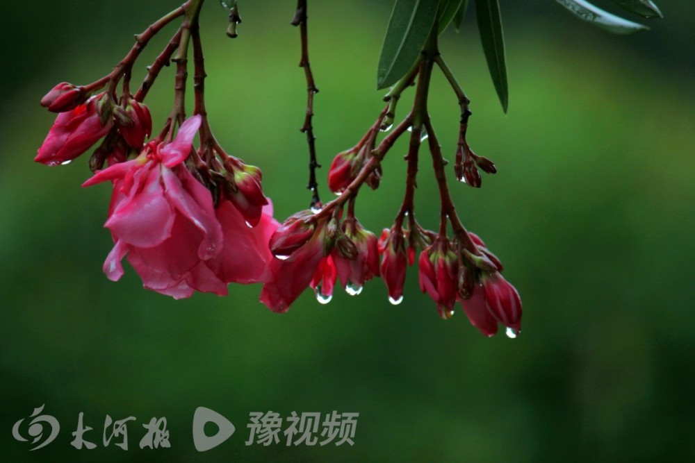 落叶 红花 雨滴 秋雨中的周口美景 您见过吗 腾讯新闻