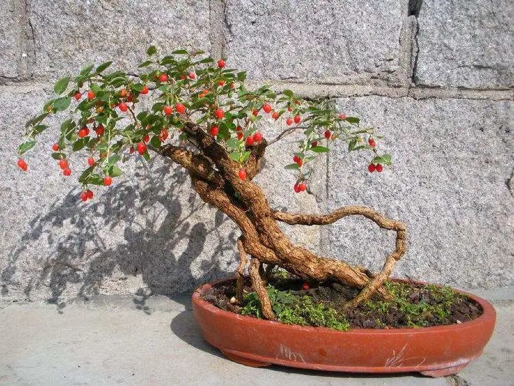 拥有山茱萸盆景的正确姿势小叶子有花招