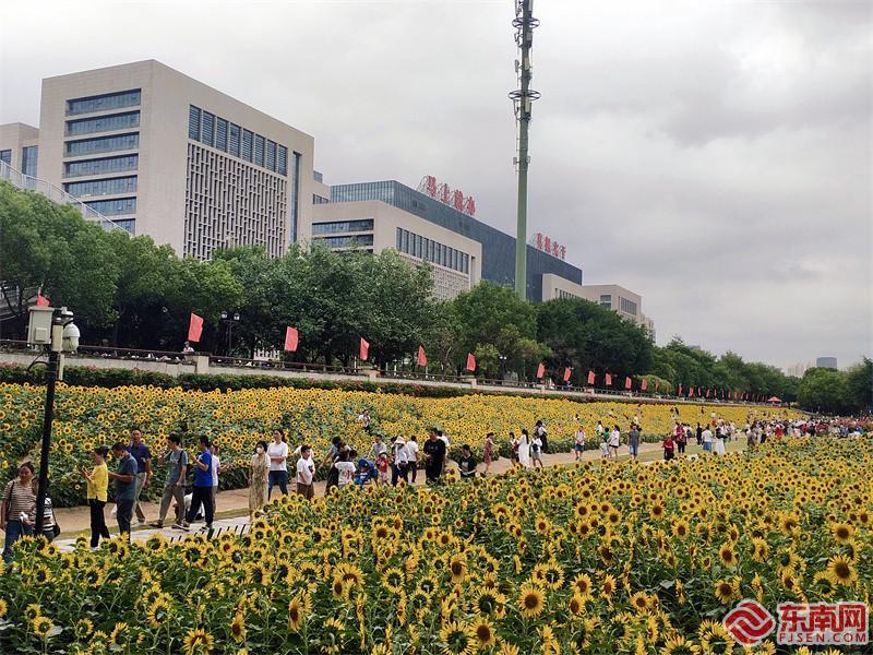 国庆有福 福州花海公园向日葵金光闪闪迎客来 腾讯新闻