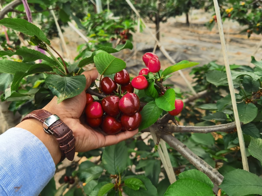 秋季蜜露樱桃树落叶前的管理技术_腾讯新闻