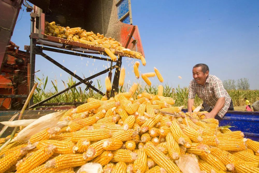 全国已收获秋粮超5亿亩一起看金秋丰收画卷