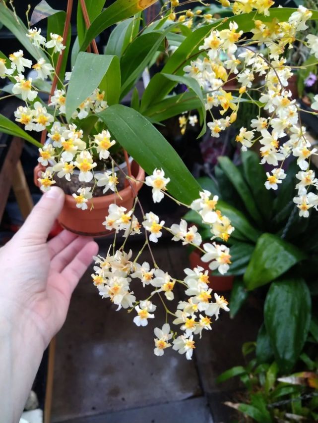 盆栽迷你文心兰选购,养护和促花指南,南北都适合养的小兰花