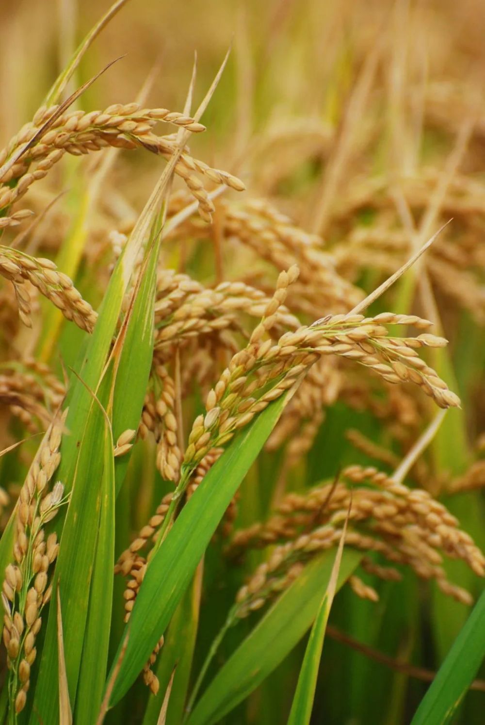金秋时节,稻谷飘香新区近8000亩水稻已经陆续成熟迎来收获的季节10月5