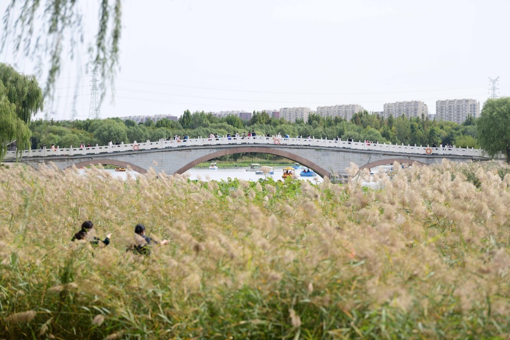 观麋鹿，坐游船，赏垂柳……北京市民南海子公园惬意过长假