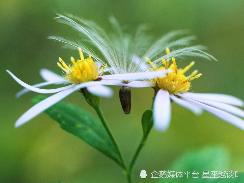 10月7日星座运势 洗尽铅华 寄予厚望的四大星座 腾讯新闻