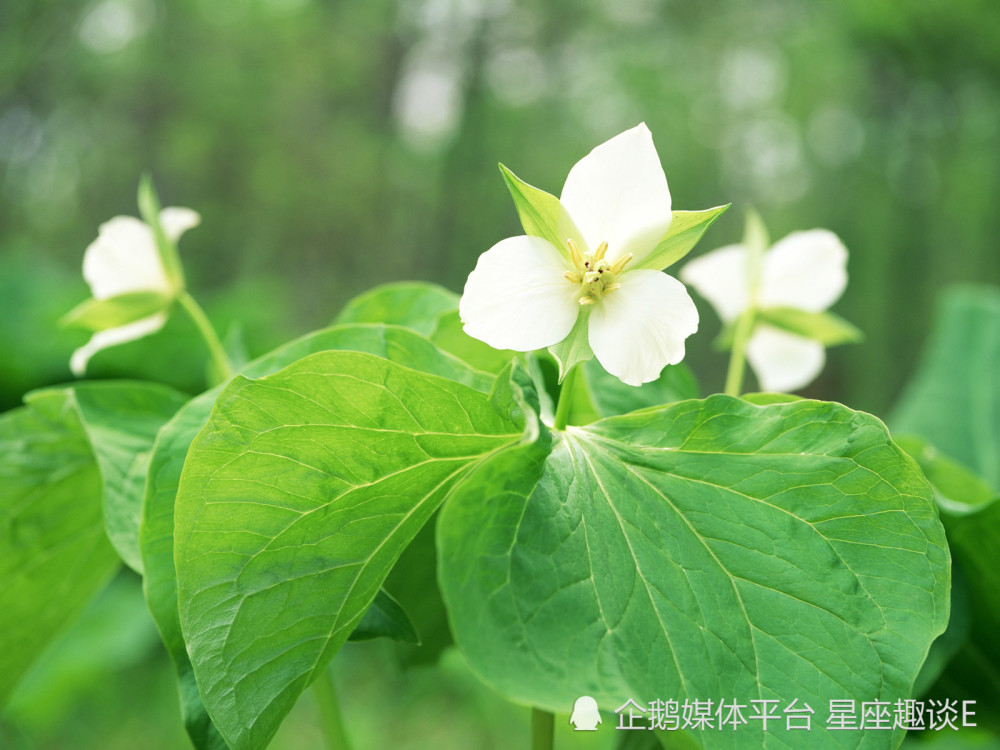 10月7日 13日爱情运势 情投意合 幸福相伴的四大星座 腾讯新闻