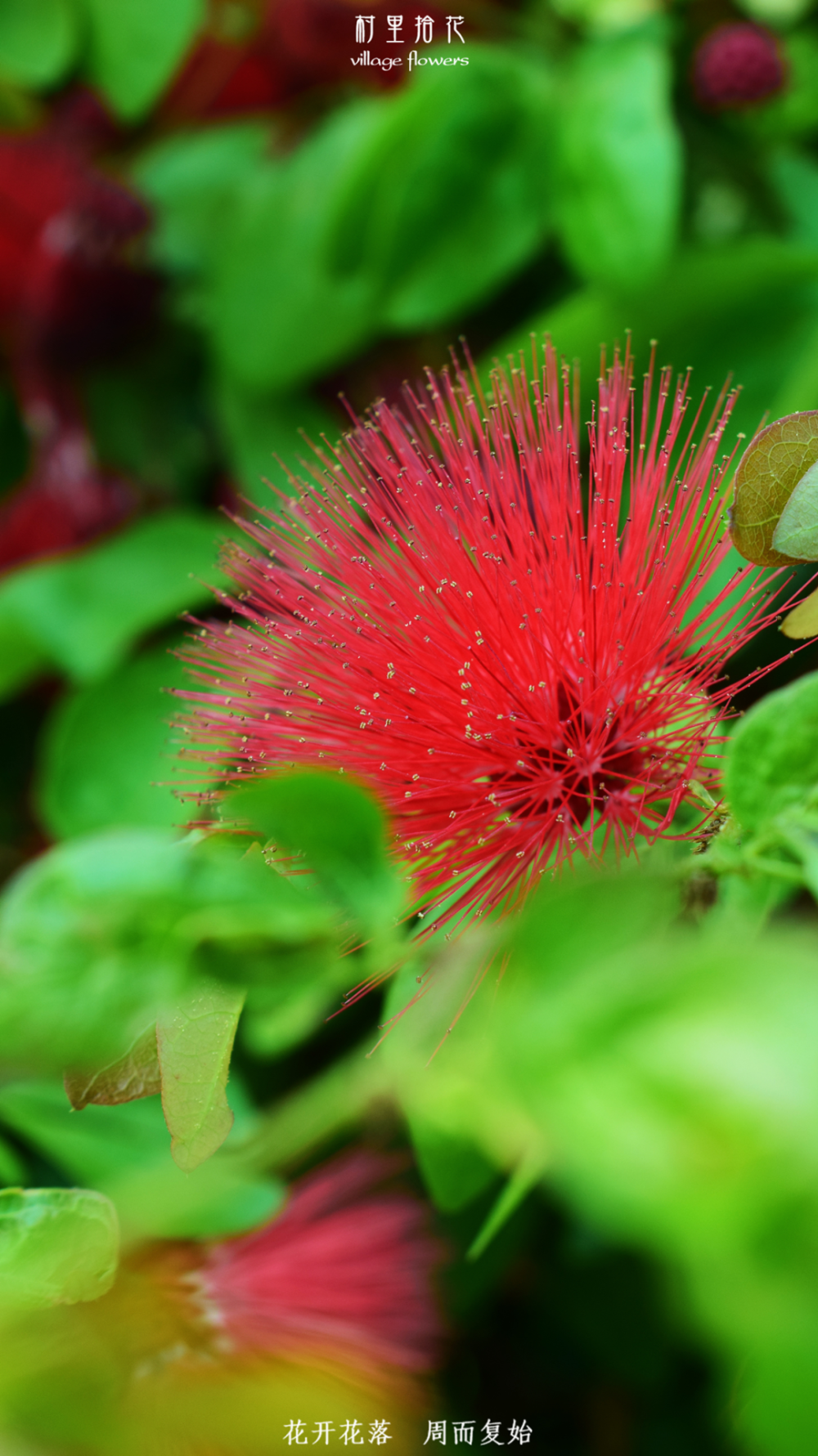 "红粉扑花"非典型的叶,大众脸的花.