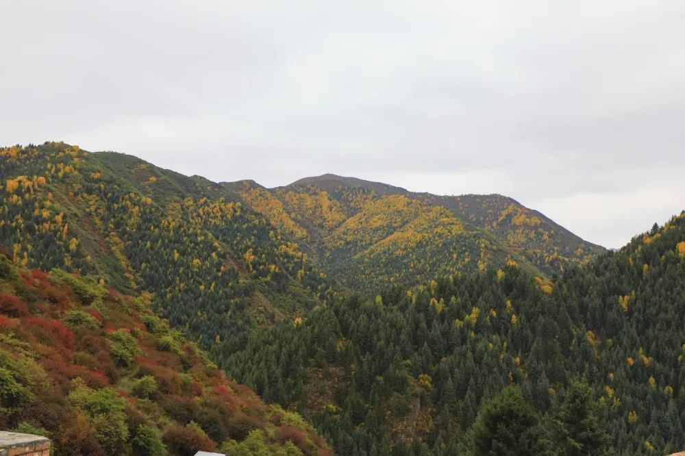拉卜楞的秋天,在桑曲河畔的山野丛林中徜徉_腾讯新闻