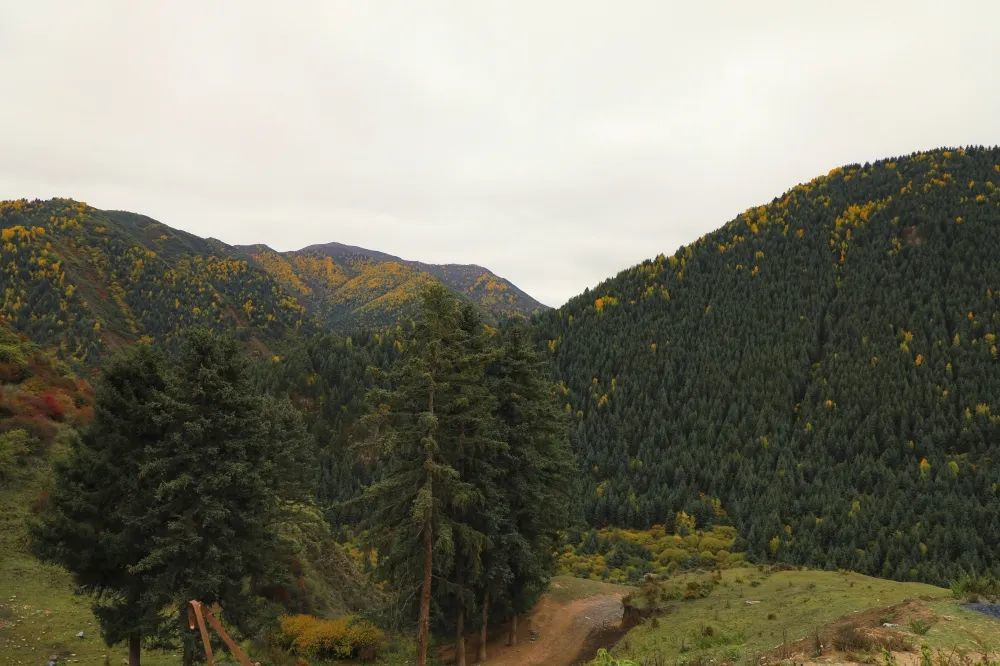 拉卜楞的秋天,在桑曲河畔的山野丛林中徜徉_腾讯新闻