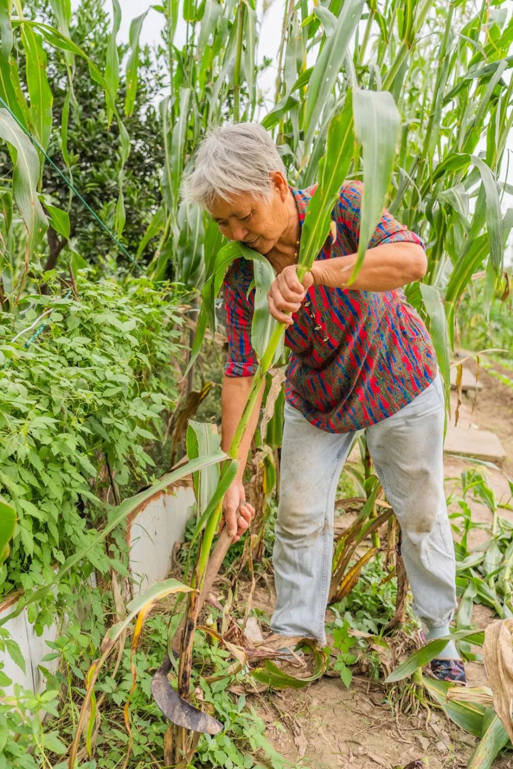 一口清甜芦粟,带上四团爽口礼品～_腾讯新闻