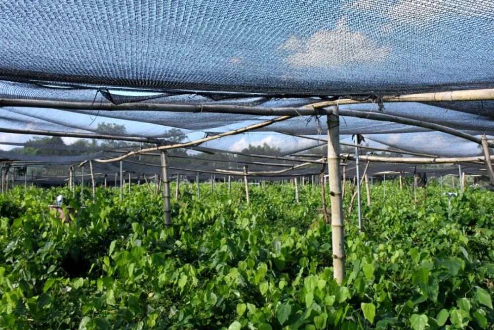 快来看崇左这个最大的赤苍藤种植育苗基地_腾讯新闻