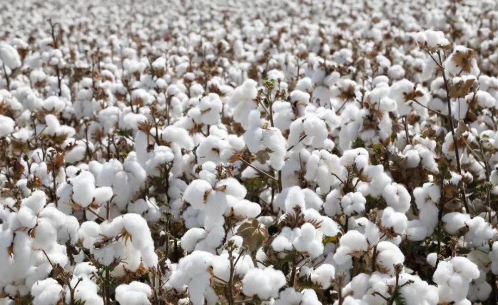 上户镇:棉花朵朵开 喜迎丰收来_腾讯新闻