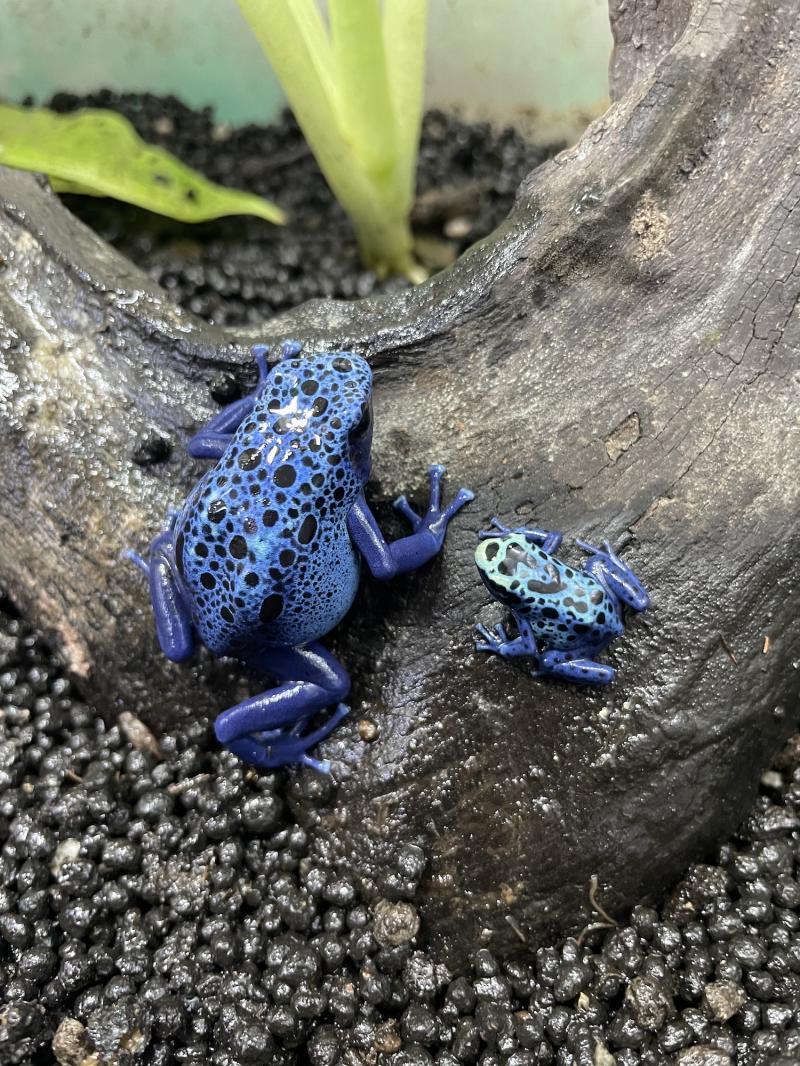 蓝色箭毒蛙图片