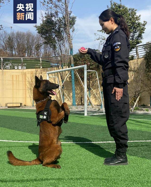 cctv警犬档案图片